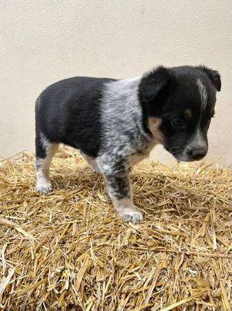 Border heeler