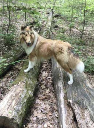 Rough collie