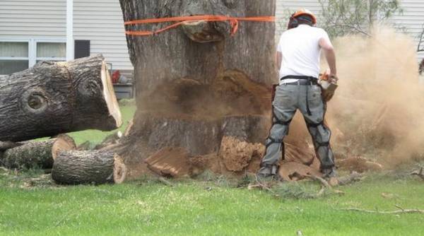 AFFORDABLE RELIABLE TREE REMOVAL/MULCHING TRIMMING