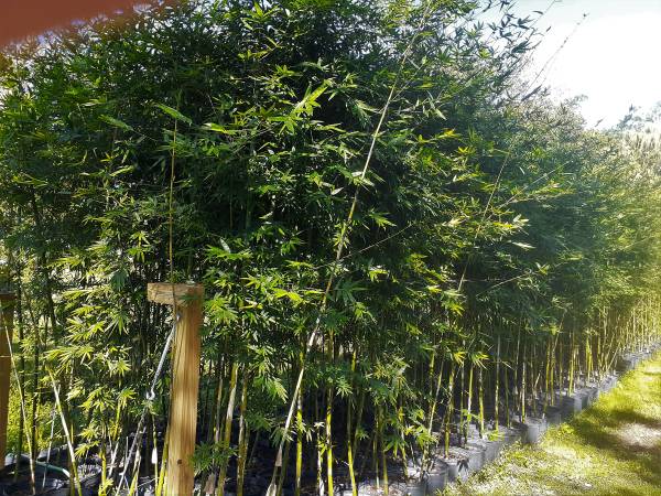 Seabreeze Bamboo Plants For Privacy Hedge, Windbreak, Shade, 7 Gallon