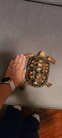 Red foot tortoise