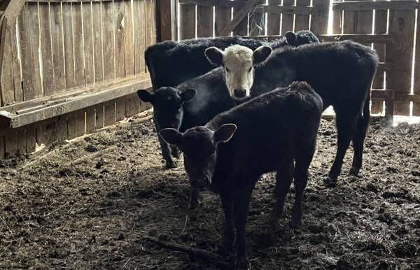 Weaned beef calfs