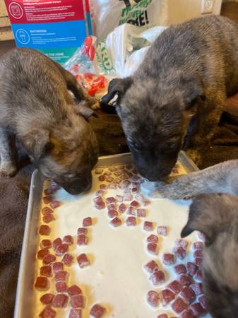 german shephard pit mix pups