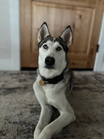 2 year old Siberian Husky