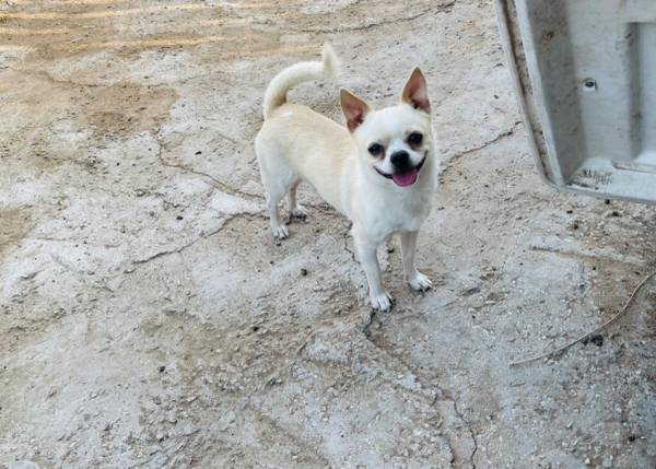 Applehead Chihuahua