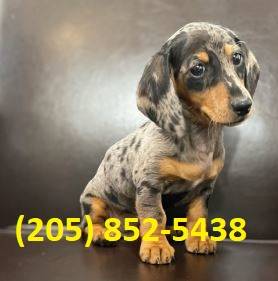 Miniature dachshund male