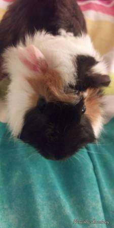 Guinea pigs free