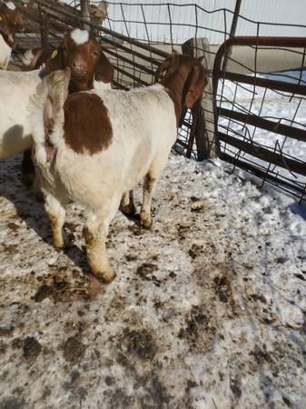 Commercial Boer Goat Doelings