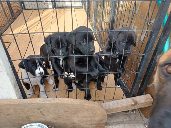 Belgian Malionois/ Pit Puppies