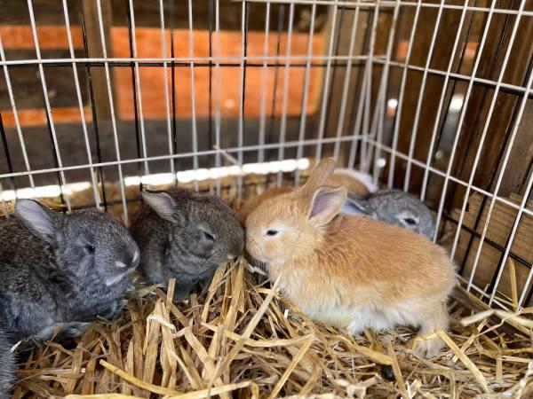 Pedigreed Flemish Giant Rabbits for Rehoming