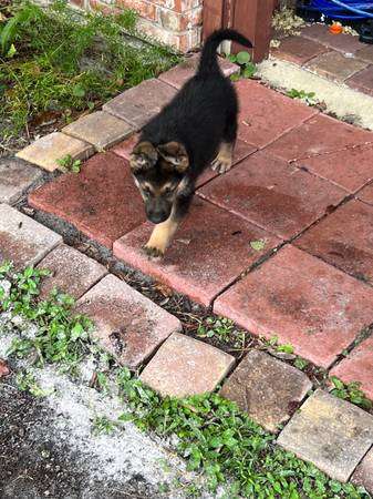 9wk male German shepherd