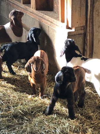 4-H Boer Goat Kids