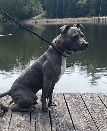 Blue American Staffordshire Male – Rehoming