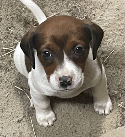 Jack Russell puppies