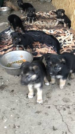 Rehoming German shepherd puppies