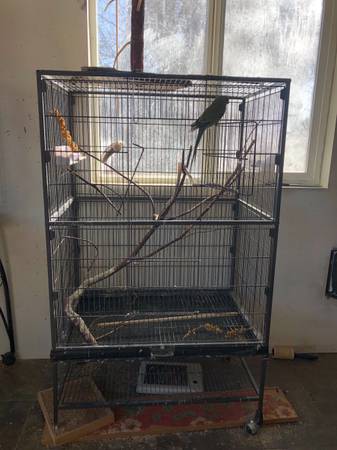 Cages and birds available