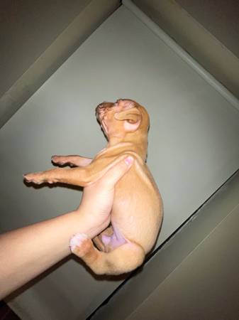 Beautiful Tan Pit Puppy