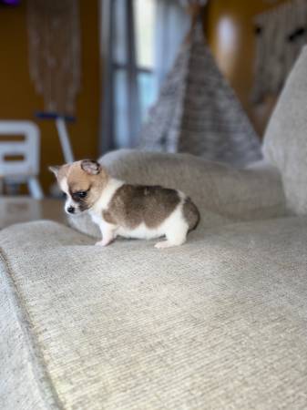 Long hair chihuahua puppy