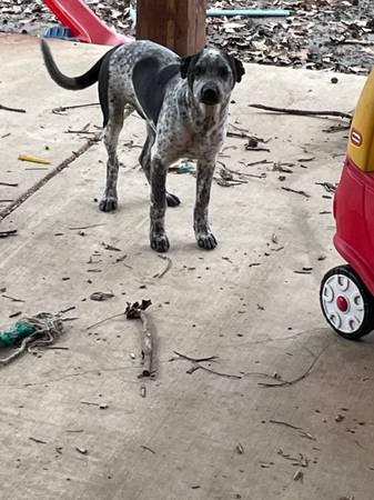 4 month old catahoula leopard pup