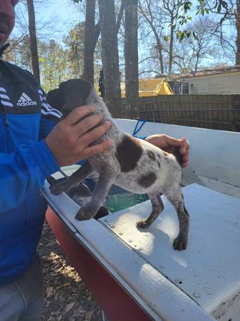 Akc german shorthaired pointer