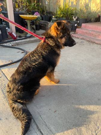 German shepherd dog