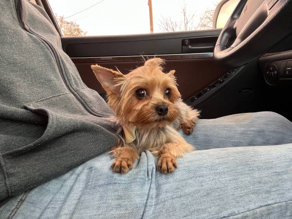 Yorkie Female