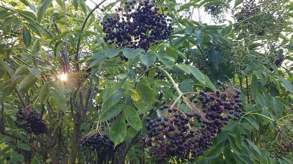 ELDERBERRY PLANTS