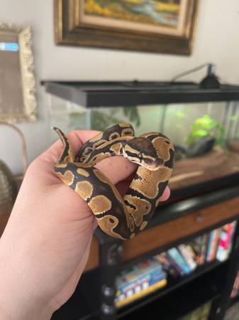 Ball Python