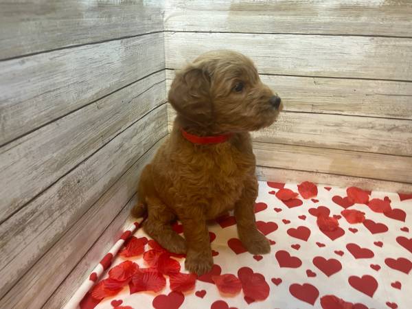 Mini Goldendoodle puppies