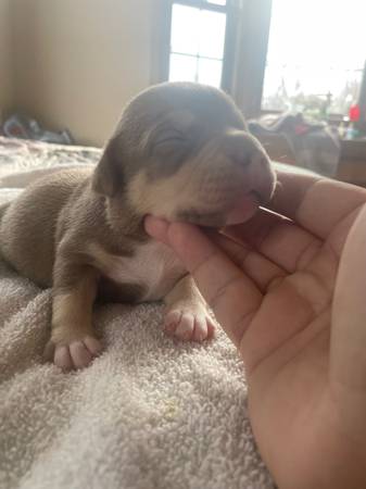 Pocket bully puppies