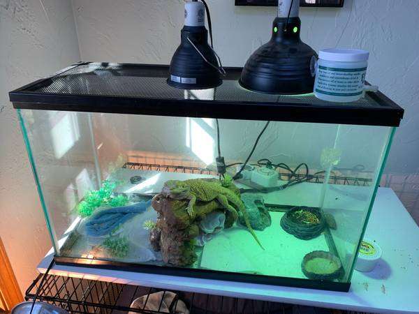 Bearded Dragon + Tank, Lights, Food