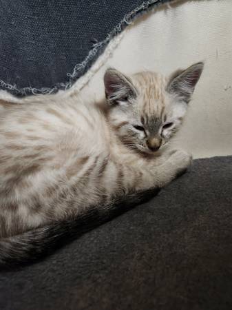 2 Kittens Mini Bengal Cross