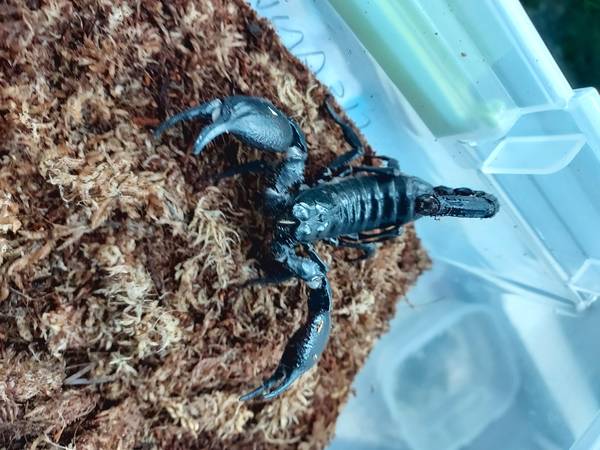 Asian Forest Scorpion Adult Pair