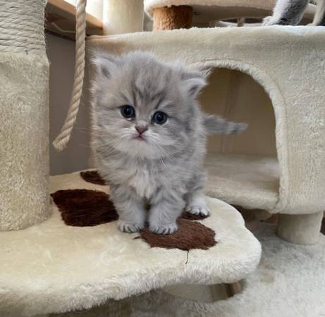 Doll-face Persian kittens