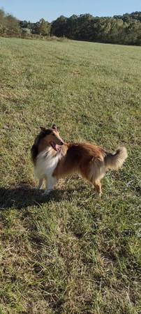 2 Rough Collie