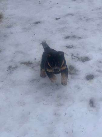 Female Blue Heeler Puppy