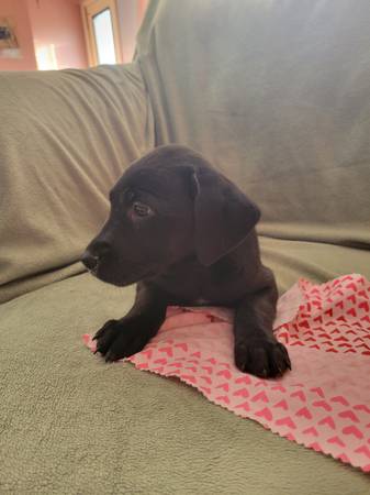 Lab mix puppies