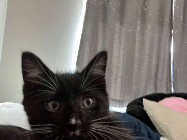 2 male kittens tuxedo/ragamuffin mix 9 weeks old