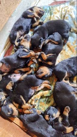 German Rottweiler Puppies