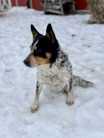 Border heeler