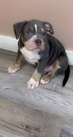 Blue tri Merle