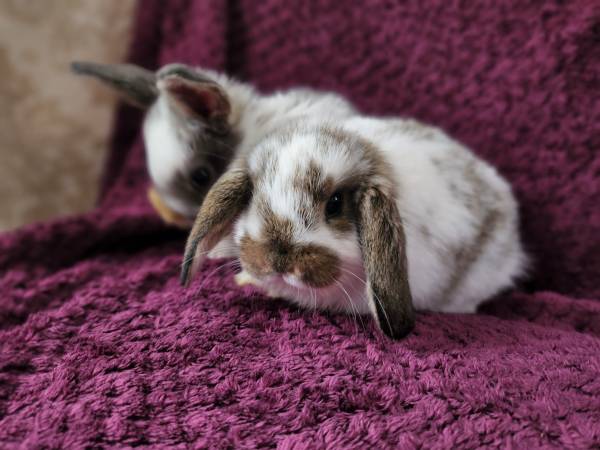 Holland Lop bunnies New Litter! Ready Now!