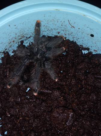 Tarantulas