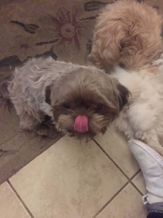 Charley (male shihtzu)