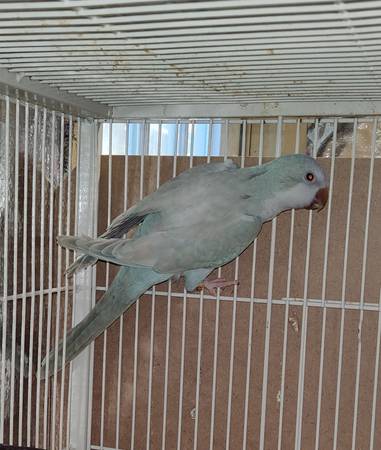 Pallid blue Quaker Parrot