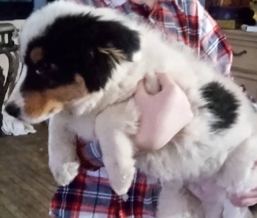 Tricolor Male Australian shepherd puppy male