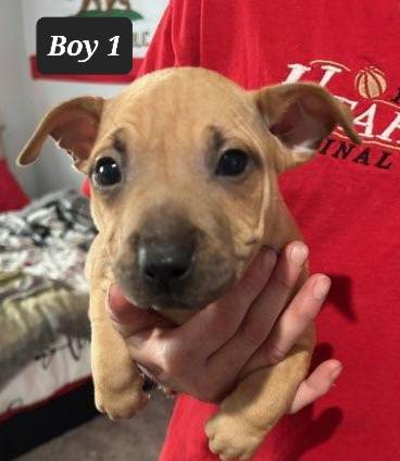 American rednosdPitt bull puppies