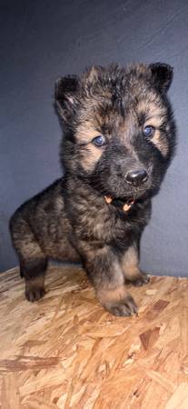 *** AKC, German, shepherds***