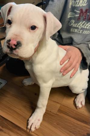 For sale: Dogo Argentino & Pitbull mix puppies