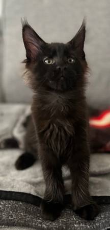 Black maine coon